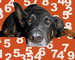Wissenschaft: Hunde können zählen