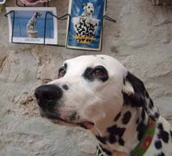 Ein Dalmatiner in Dalmatien