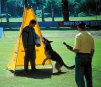 Hundesport in Verruf?