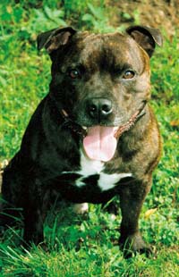 Staff Bull wird österreichischer Obedience-Staatsmeister 2000