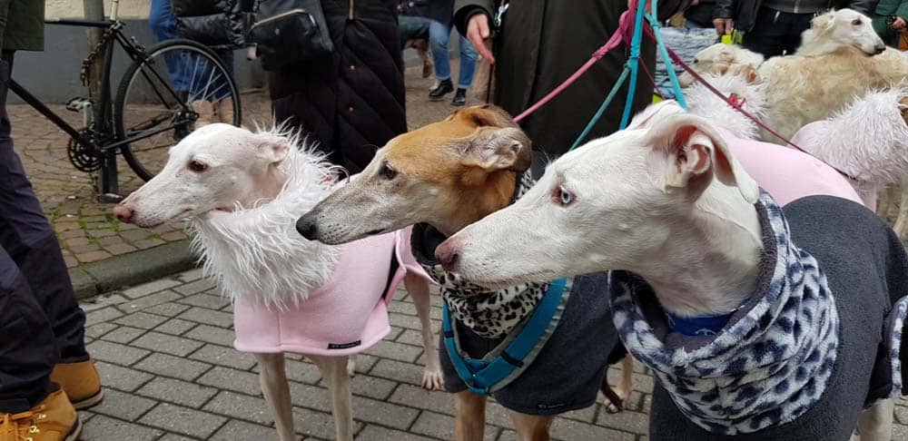 Das Leben der Galgos: Der Kölner Galgo-Marsch setzt ein Zeichen