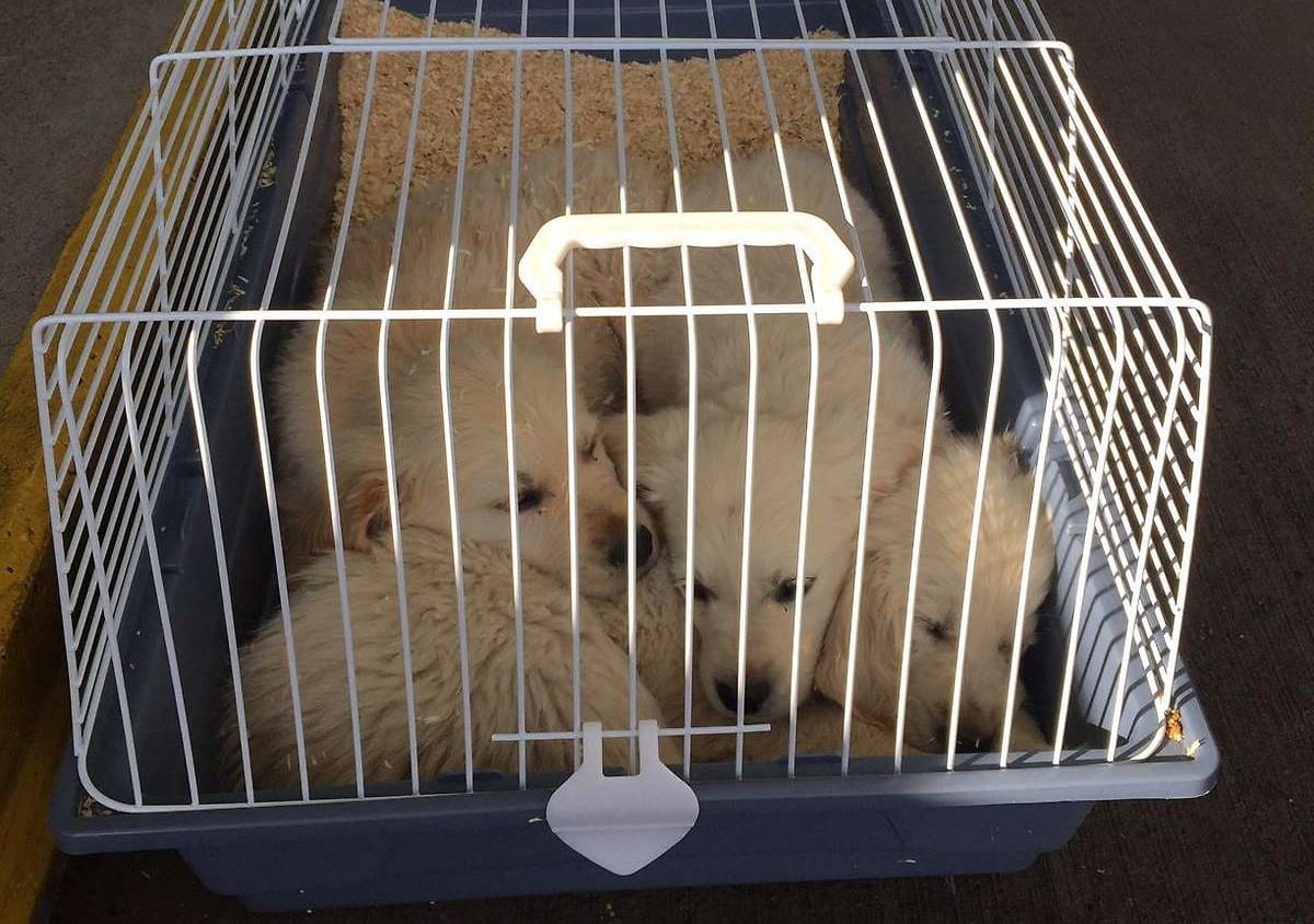 Polizei deckte in Vorarlberg illegalen Tiertransport auf