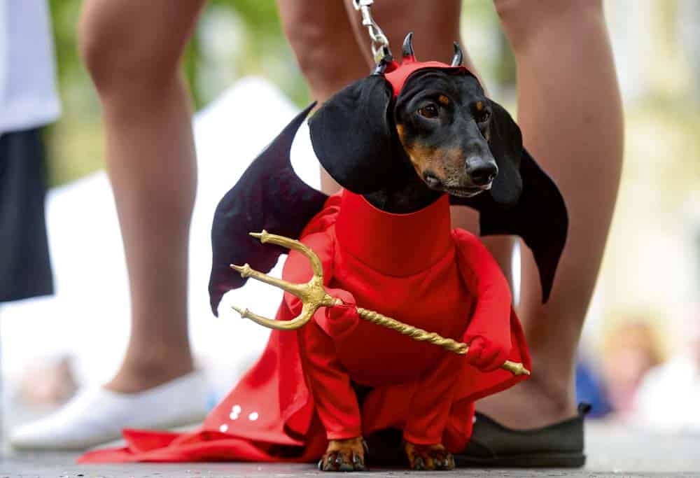 St. Petersburg feierte den Dackel: Verkleidete Hunde bei Stadtparade
