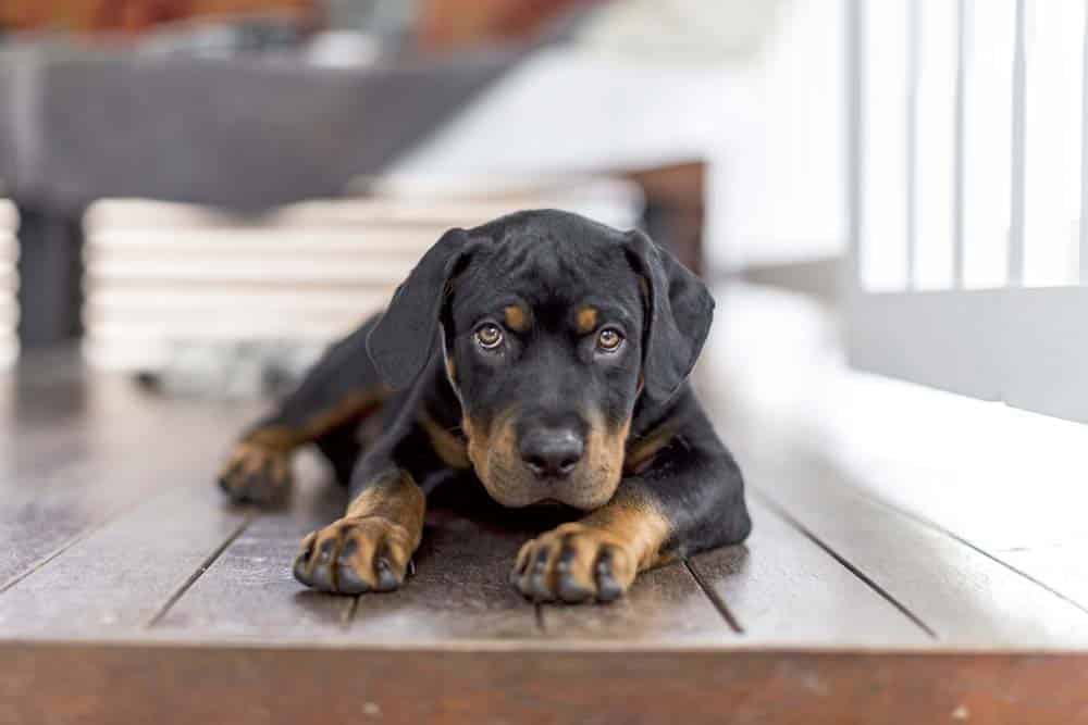 Hundewelpen aus Kofferraum heraus verkauft: Frau in Wien angezeigt