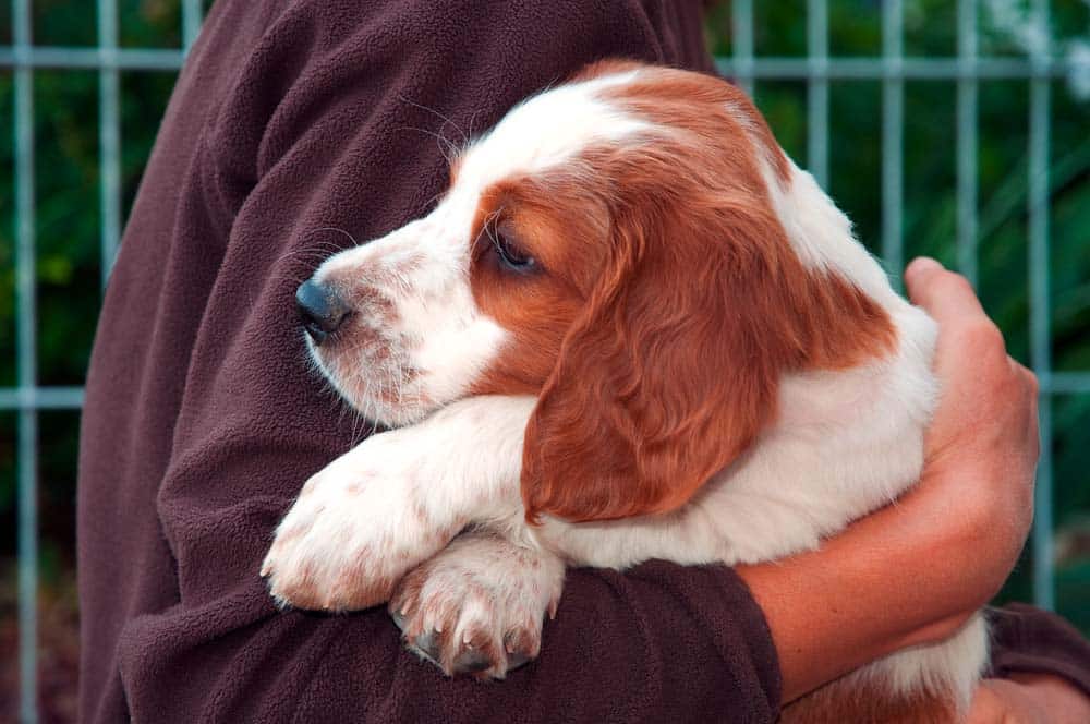 Wenn der Hund weg muss: Unvermeidbare Abgabe des Hundes