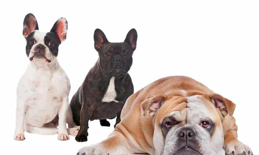 Entspannte ­Mehrhundehaltung – Expertentipp