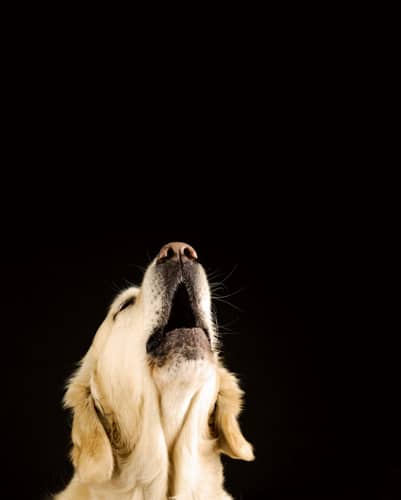 Unerwünschtes Bellen – Experten-Tipps