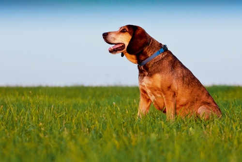 Was tun? Mein Hund hat Angst vor Fremden