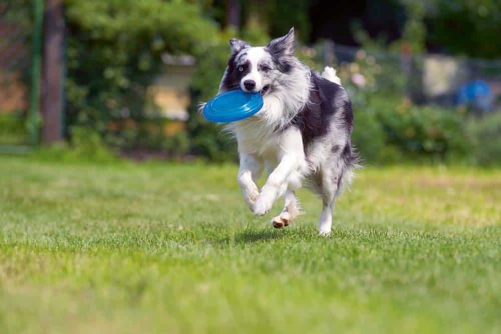 Hunde-Beschäftigung … und ihre notwendigen Grenzen!