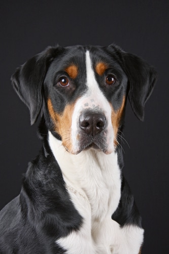 So geht’s! – Sicherer Umgang mit Kind & Hund