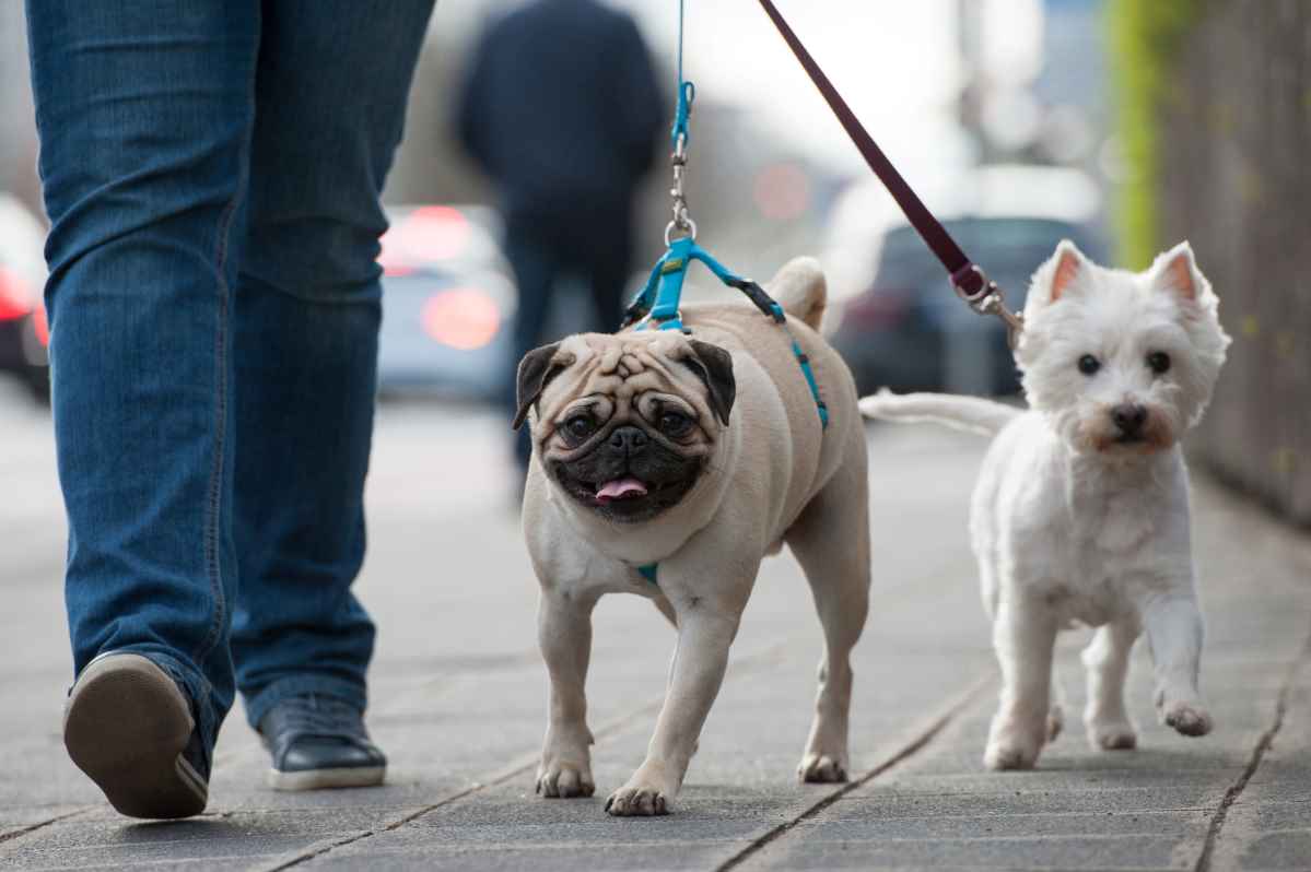 Iranische Polizei will beim Gassigehen mit Hunden einschreiten
