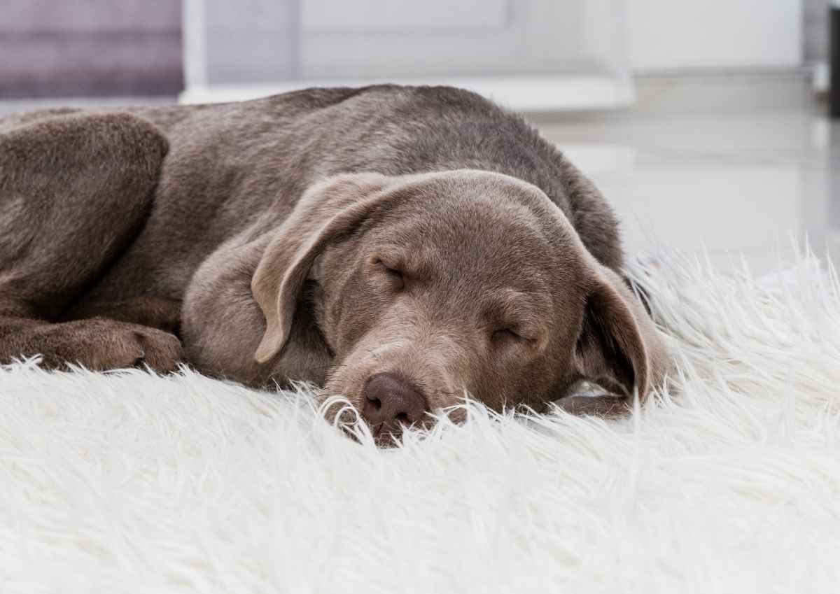 Hunde zeigen trauerähnliches Verhalten nach Tod eines Artgenossen