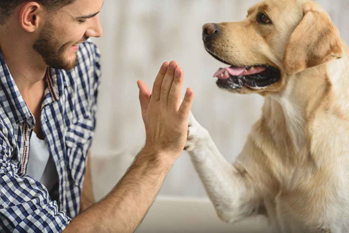 Hunde sind Wölfen ähnlicher als gedacht