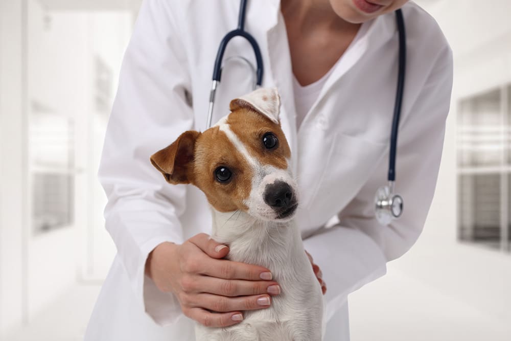 Hundeversicherungen im Überblick