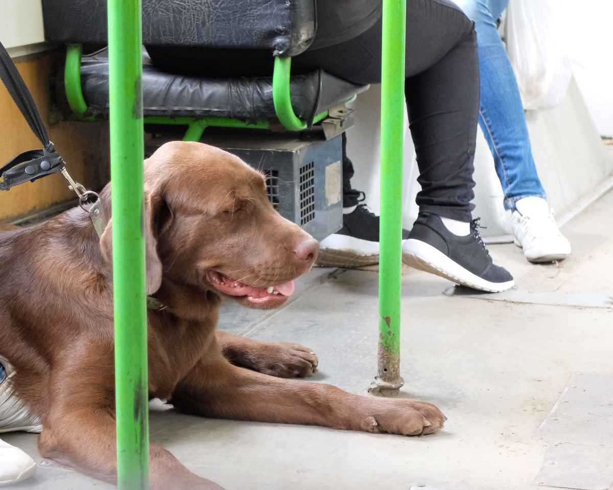 23-Jähriger vergaß Hund an Leine im Bus und verletzte sich schwer