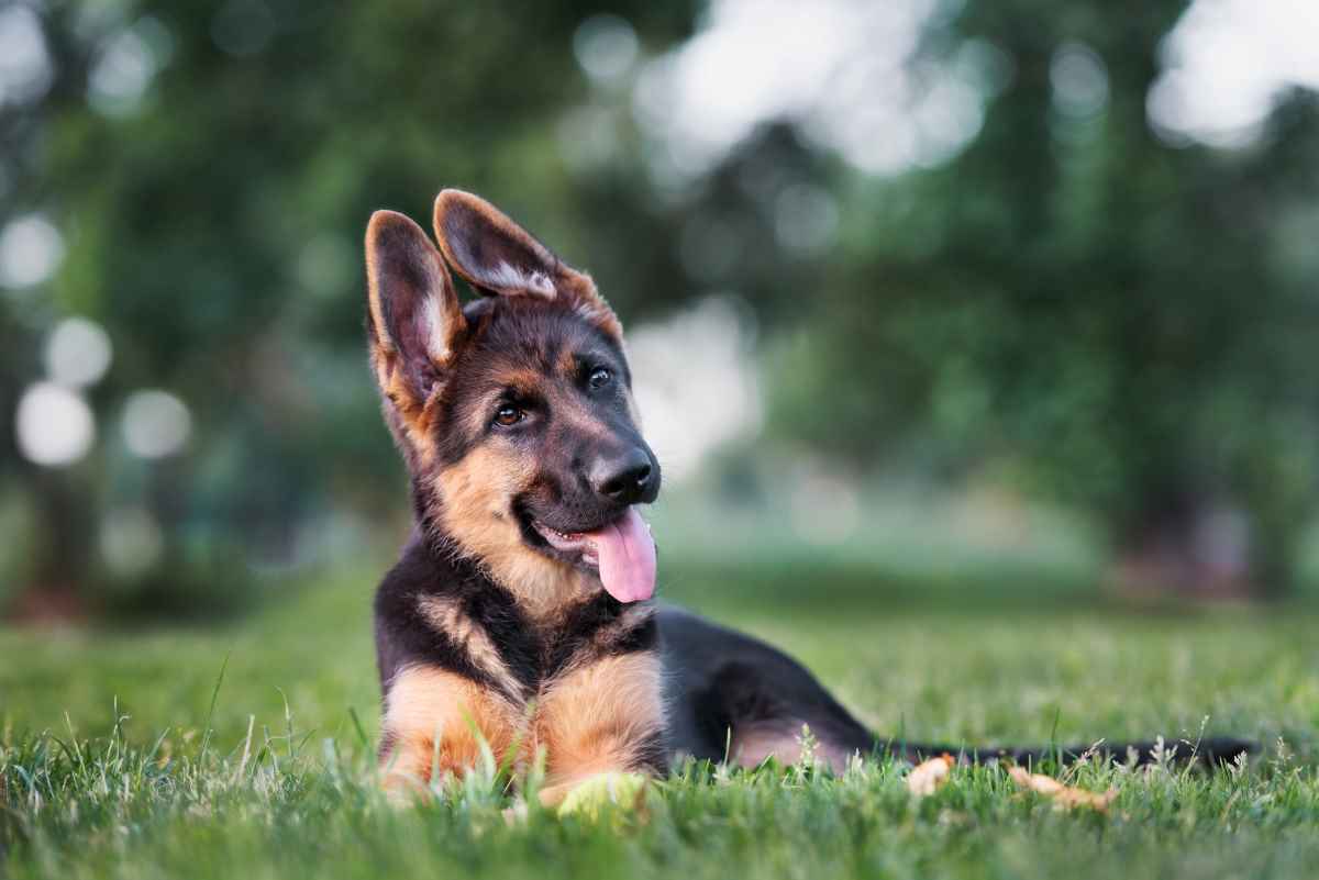 Elf Hundewelpen haben ihren Polizeidienst angetreten