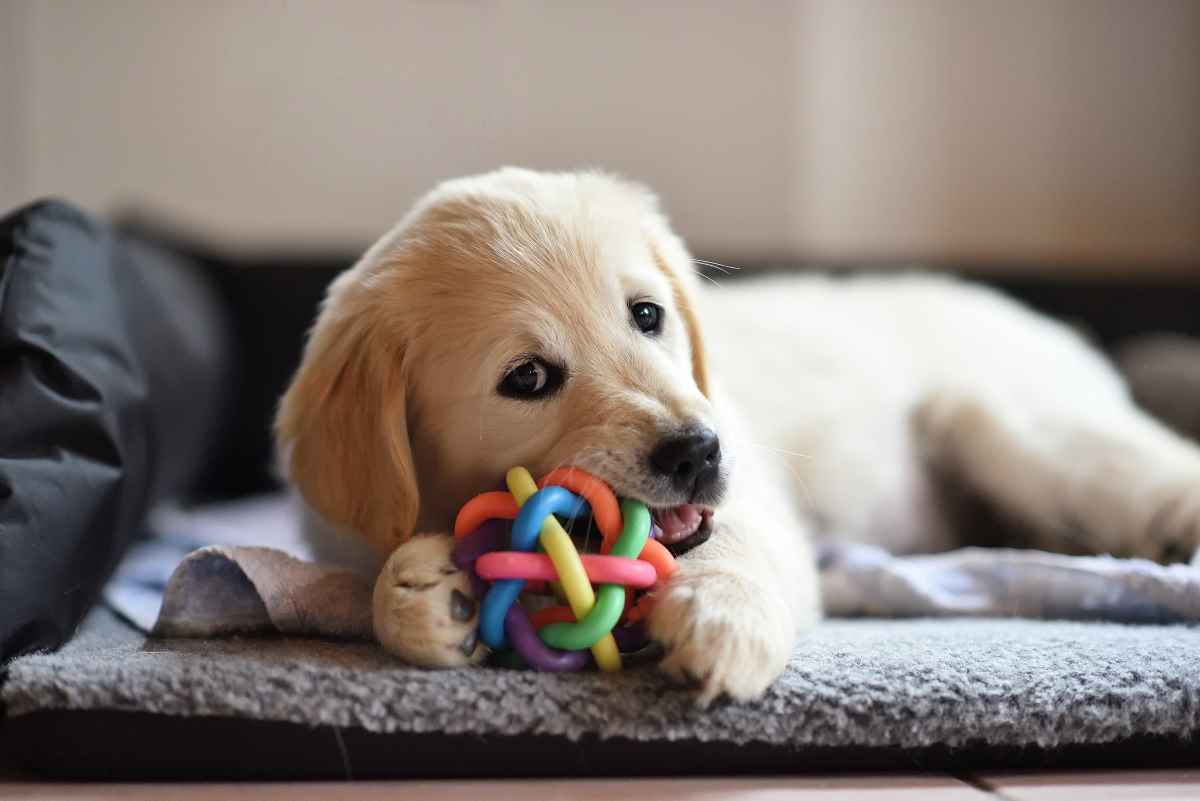 Stiftung Warentest: Nicht alle Hundespielzeuge sind harmlos