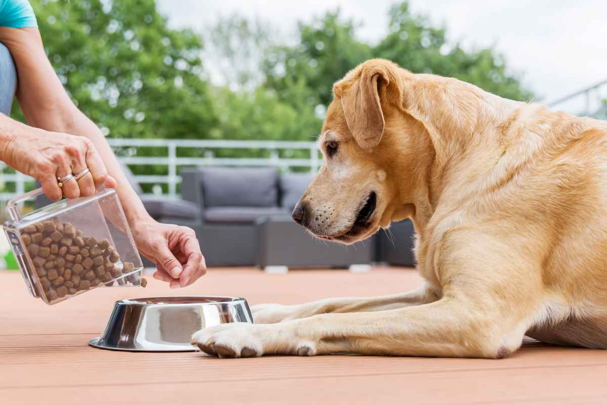 Futteraggression bei Hunden