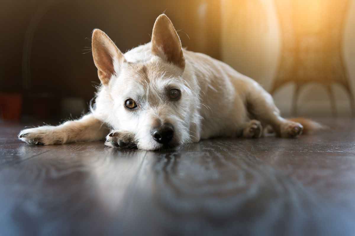 Wie ein Spiegelbild: Warum uns der Hund so gern nachäfft