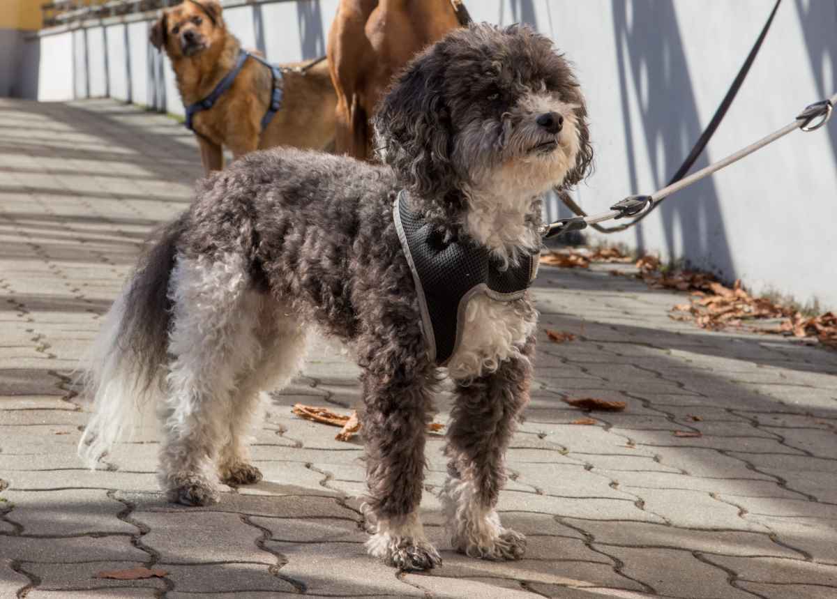 Alkoholisierter soll Hund zu Tode getreten haben