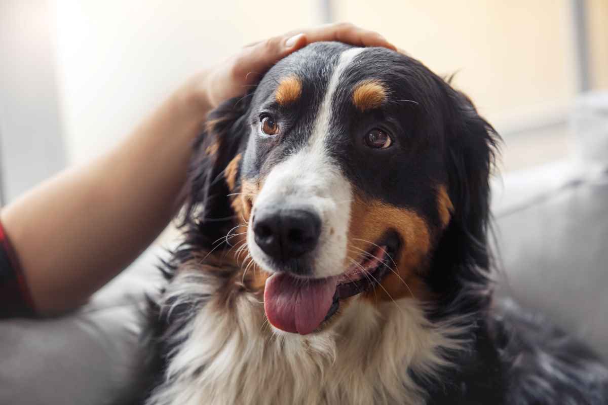 Studie: Echter Hund schlägt Plüschtier bei Reaktion im Gehirn