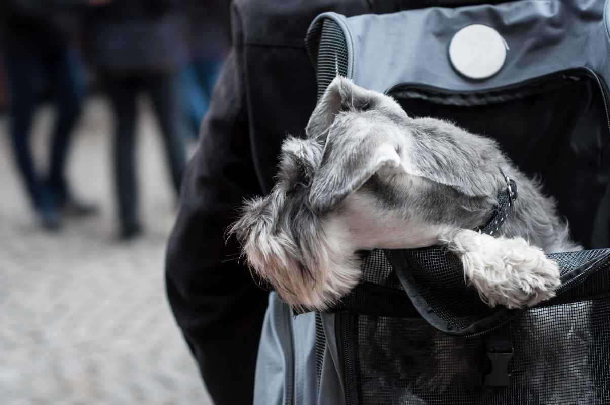 Hund und Rucksack aus Zug gestohlen