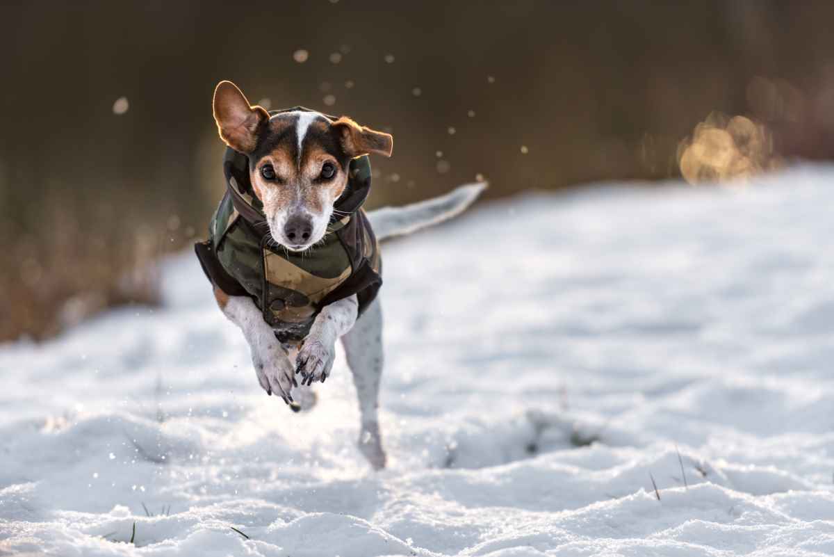 Darauf müssen Hundehalter im Winter achten