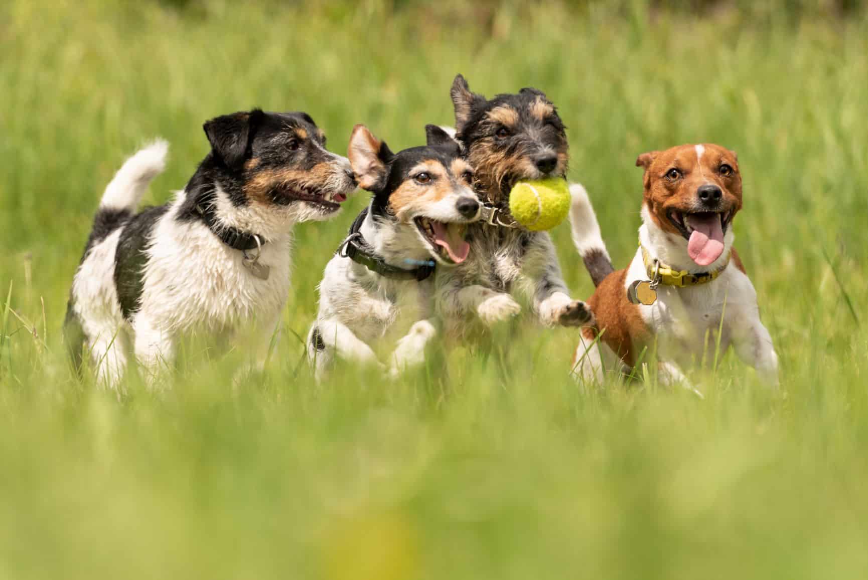 Studie: Stadthunde sind ängstlicher als Landhunde