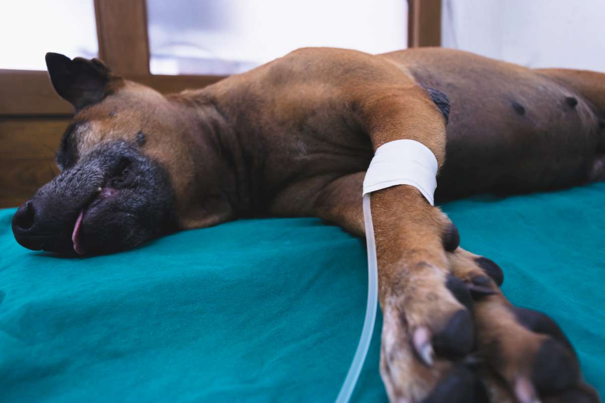 Giftköder für Hunde ausgelegt: 5.000 Euro Belohnung für Täter-Hinweis
