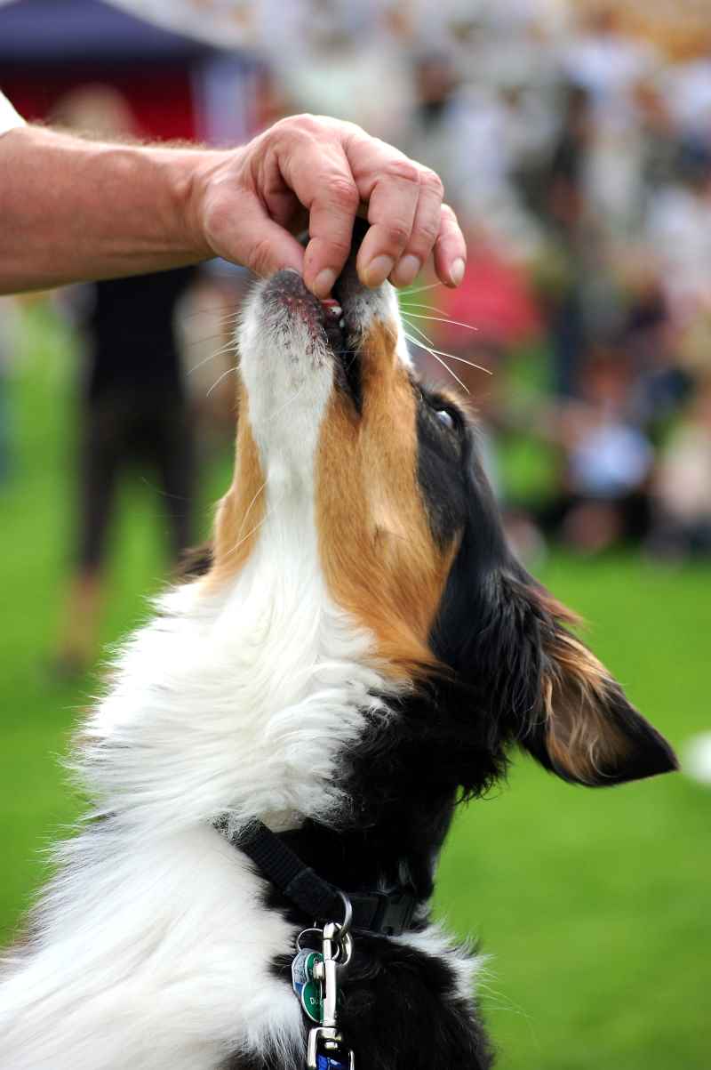 Belohnung statt Strafe: So arbeiten gute Hundetrainer