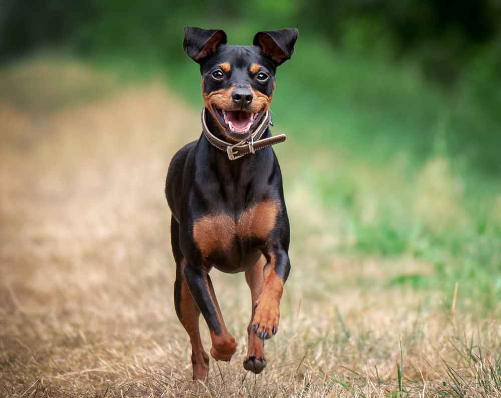 Hundebesitzer trat fremden Hund tot