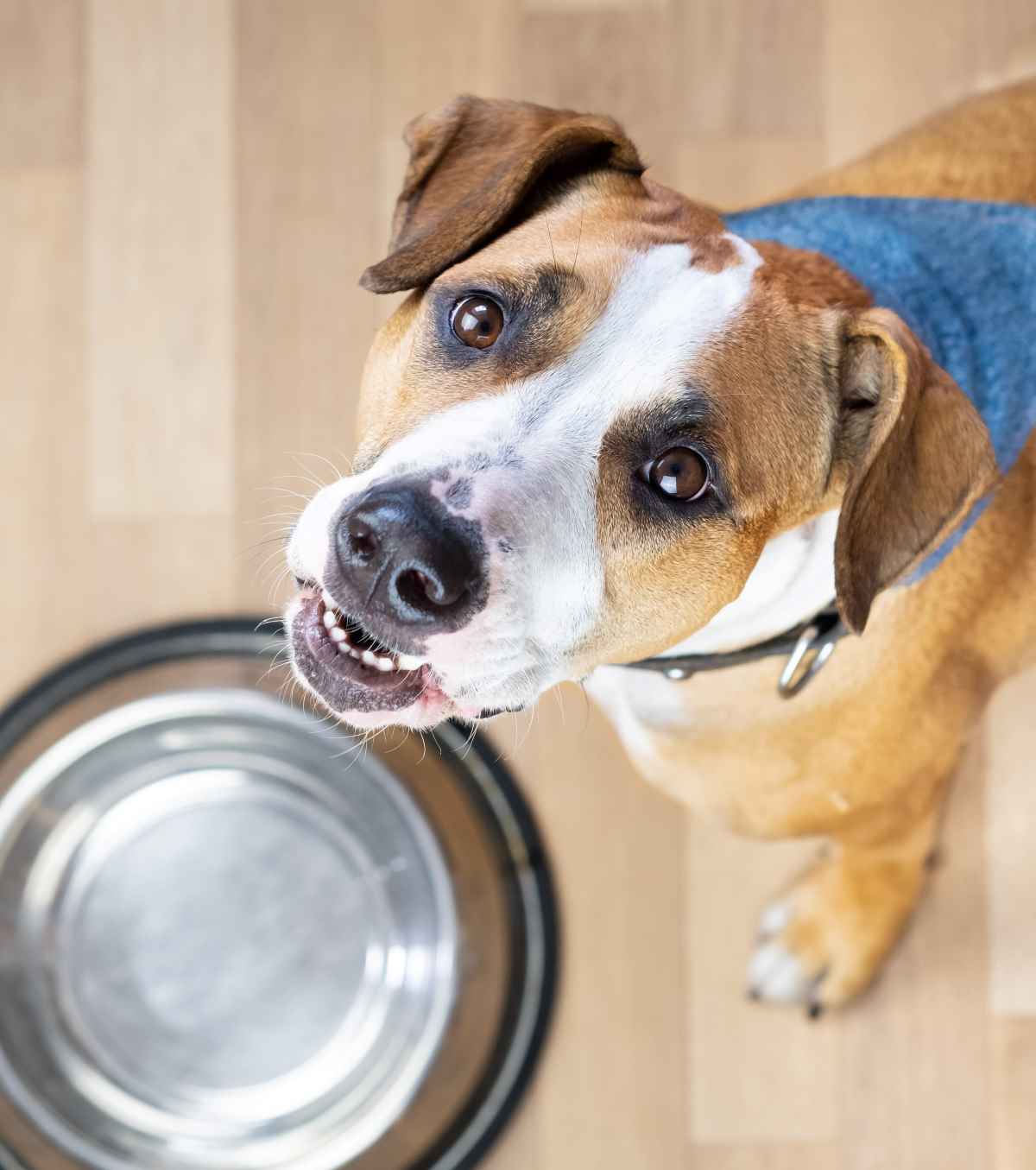 Gefoppte Hunde lassen sich nicht täuschen
