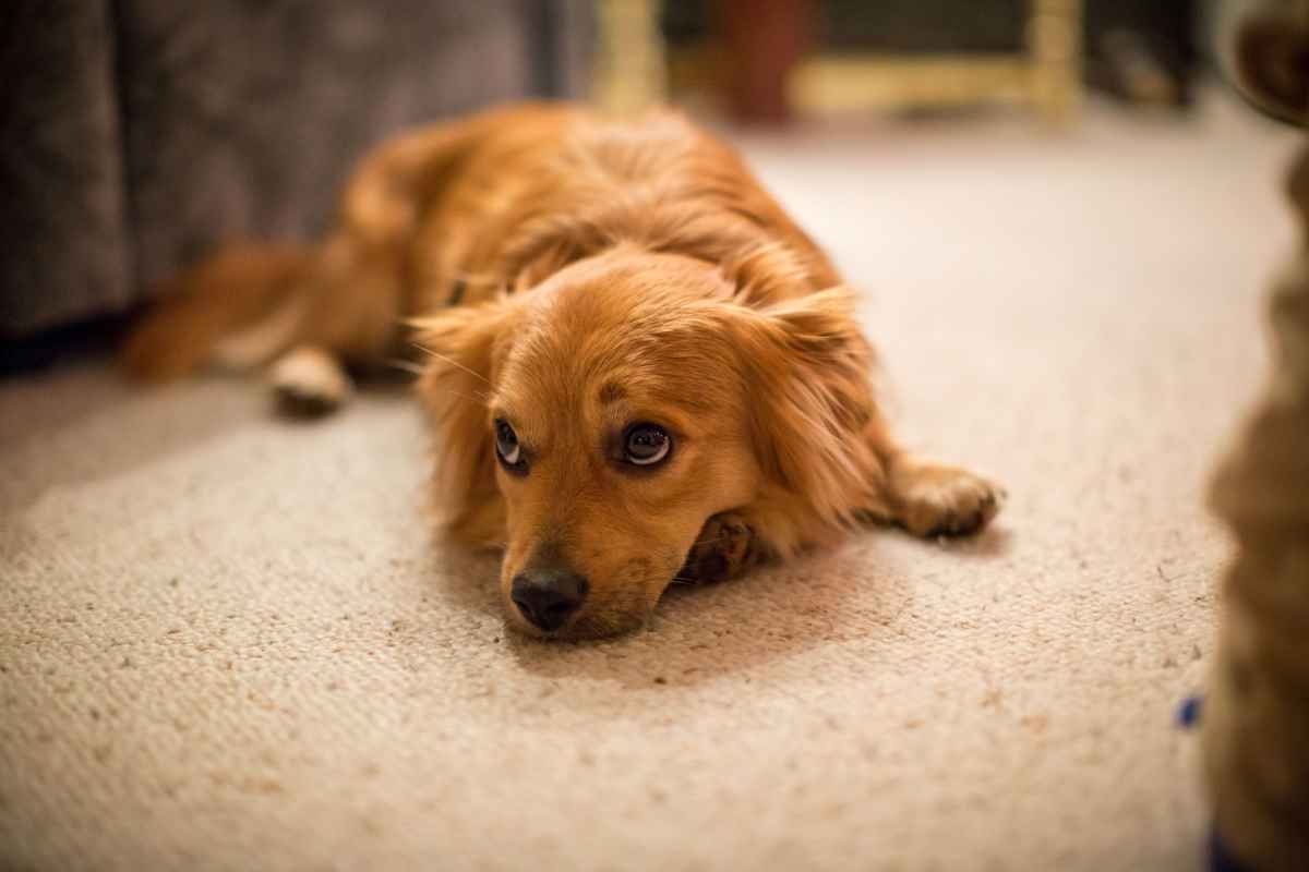 Zu Hause mit dem Hund nicht zu streng sein