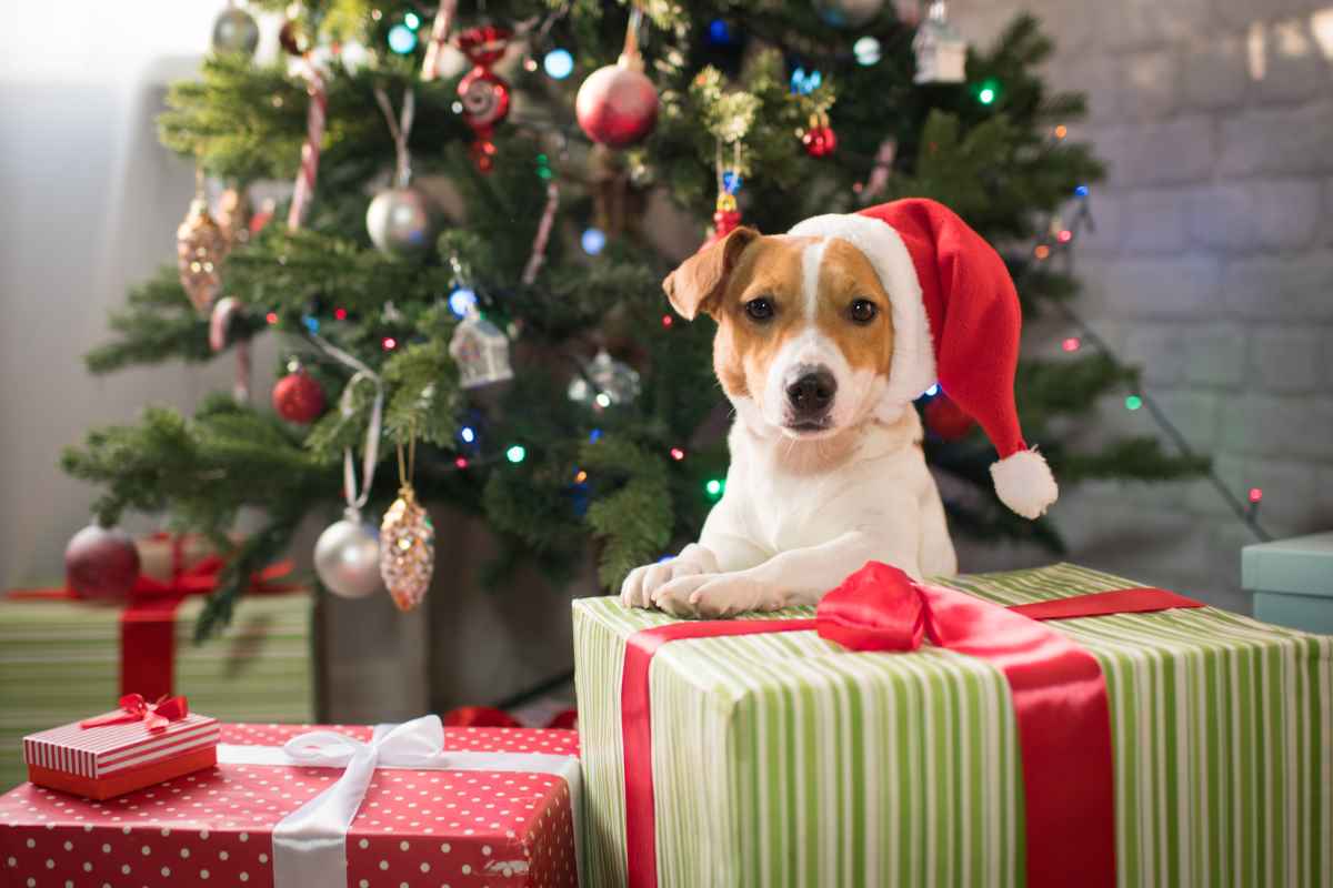 WKW Tierbetreuer: Tiere sind kein Weihnachtsgeschenk