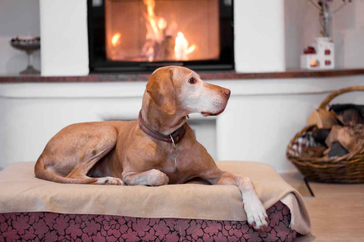 Hundeblicke verraten: Vierbeiner kennen Ursache-Wirkungs-Prinzip