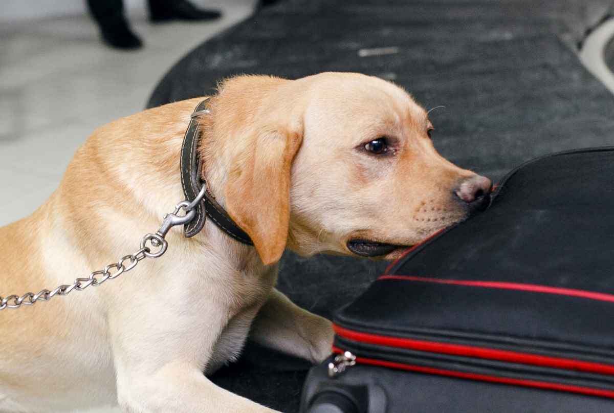 Spürhund Kliff spürte Drogen und Falschgeld in Postzentrum auf