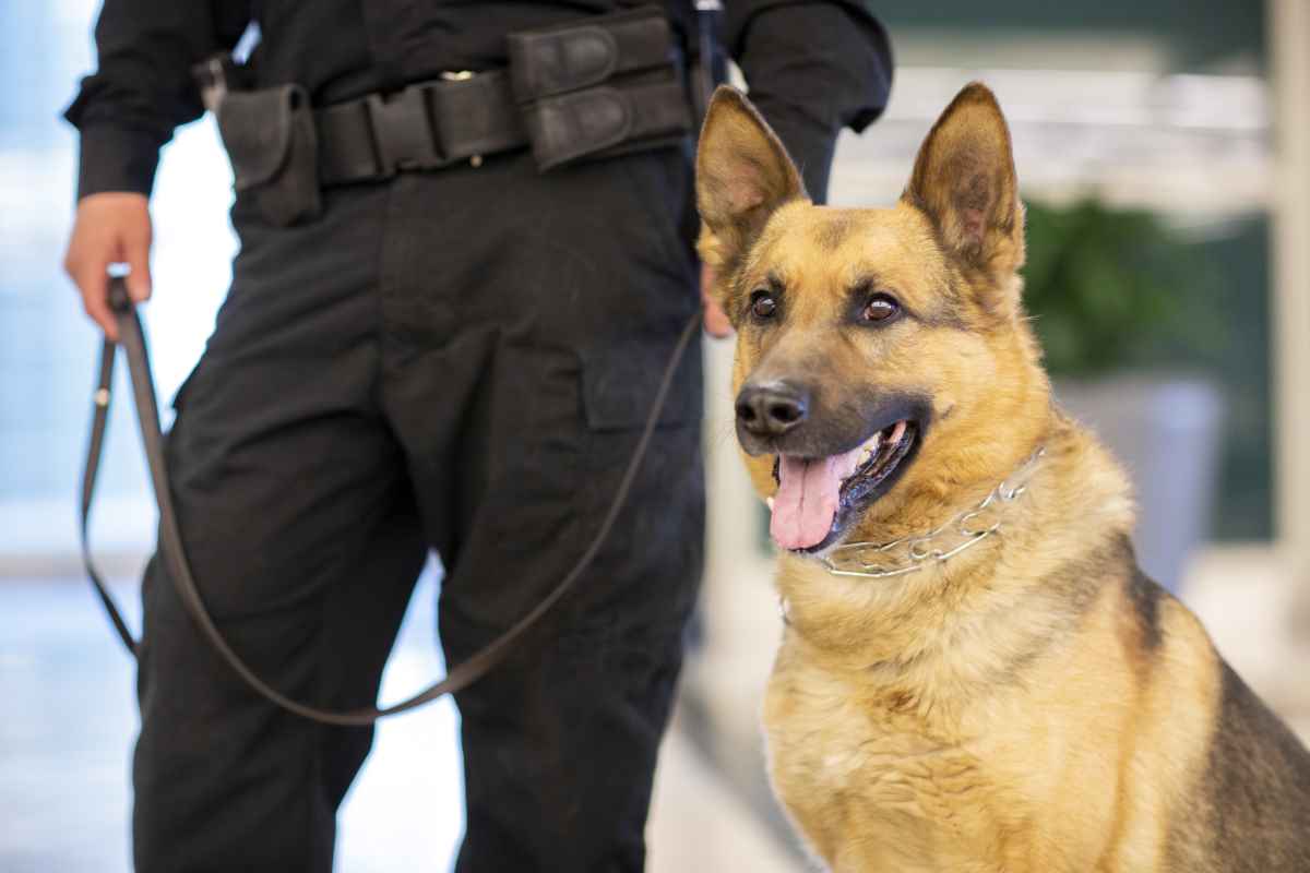In Berlin dürfen derzeit viele Polizeihunde nicht eingesetzt werden