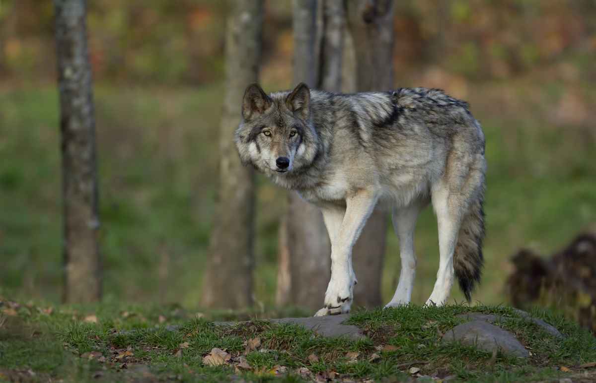 Wolf erreichte Großraum Paris