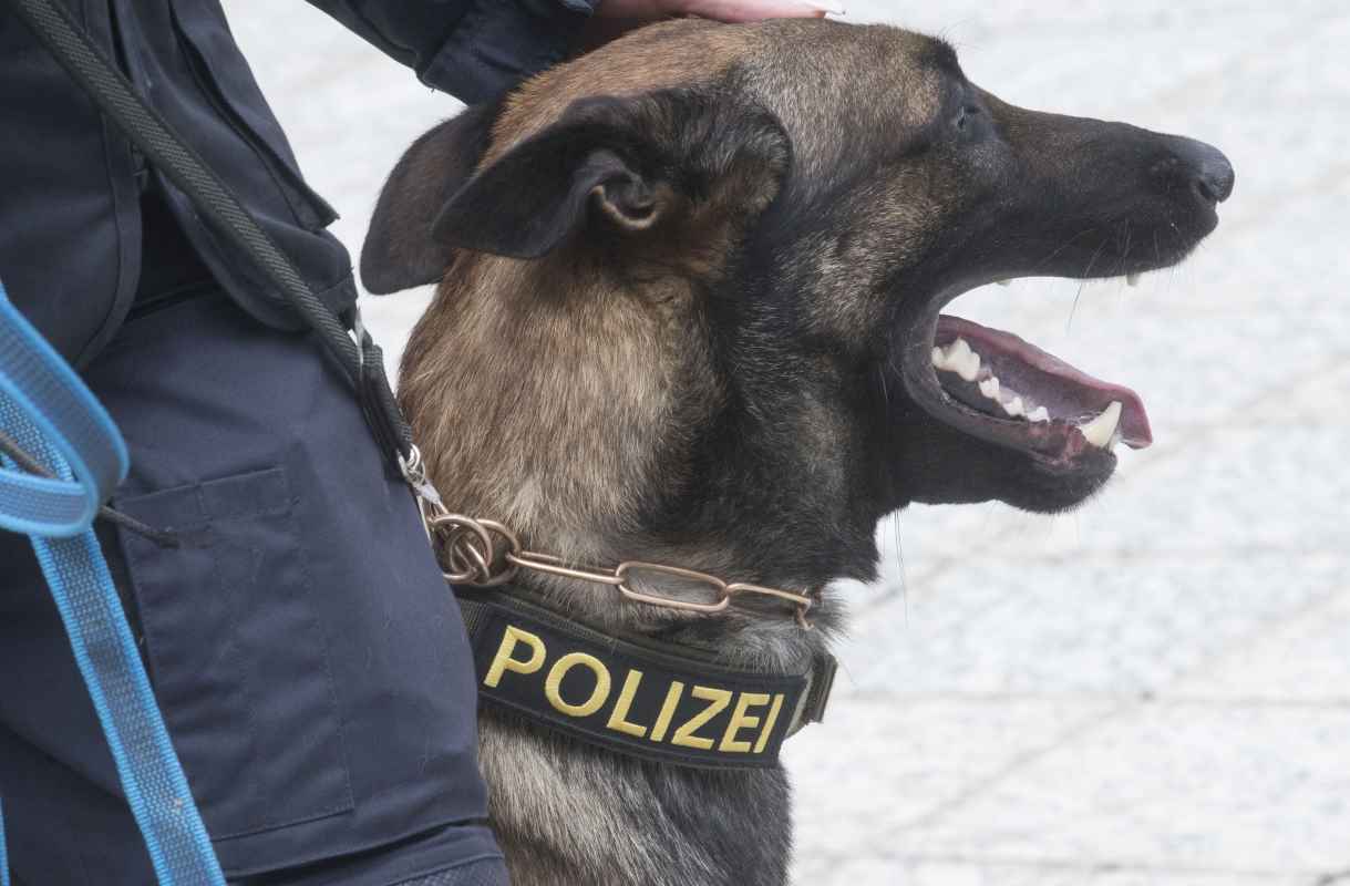 Vier neue Sprengstoffspürhunde für Wien
