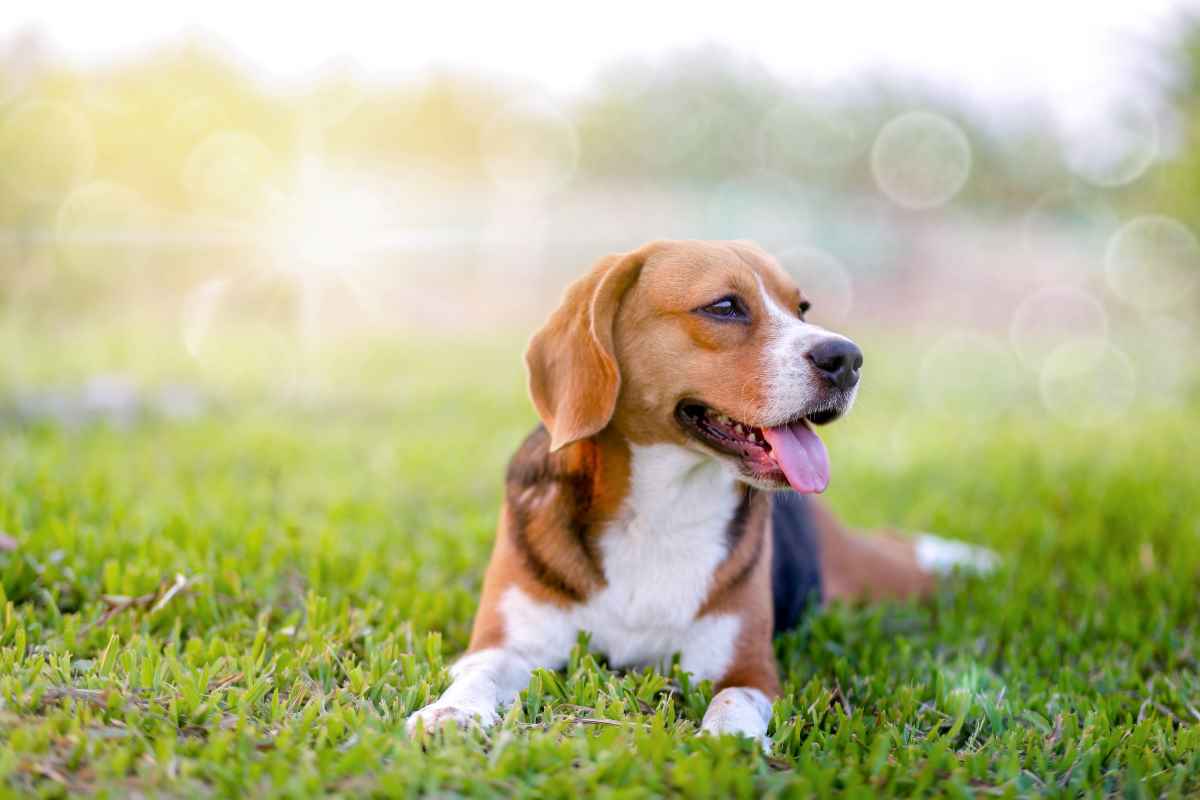 Geklonter Polarwolf in China vorgestellt – Leihmutter war ein Beagle