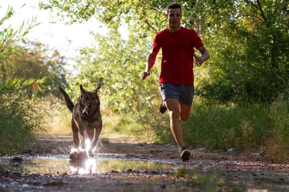 Polizeihunde nach Joggingrunde im Weinviertel verendet