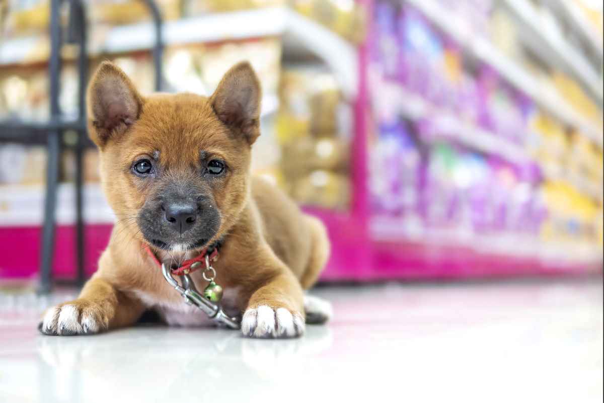 Frau wollte Hund in Wien verkaufen