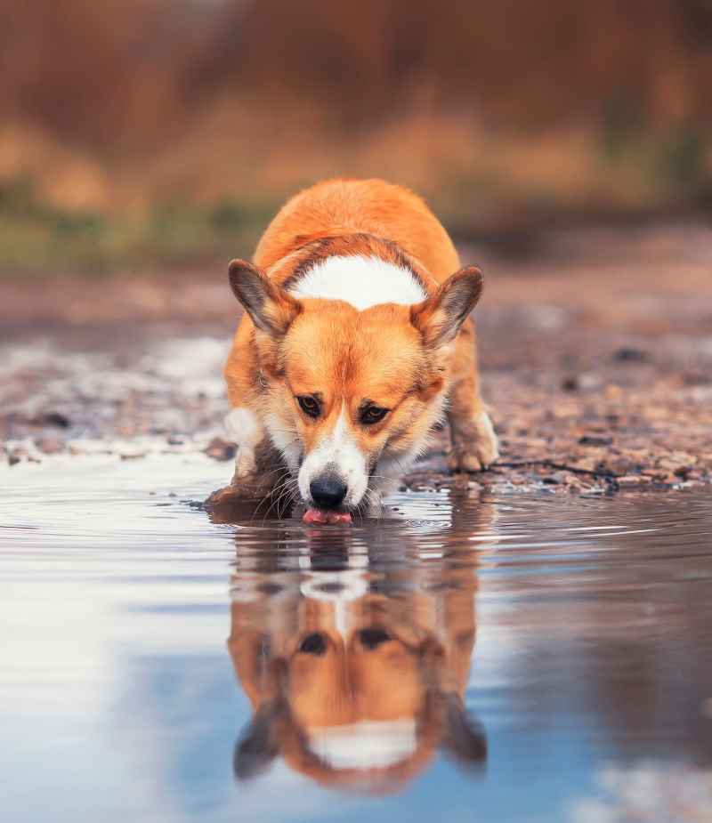 Hunde nicht aus Pfützen trinken lassen