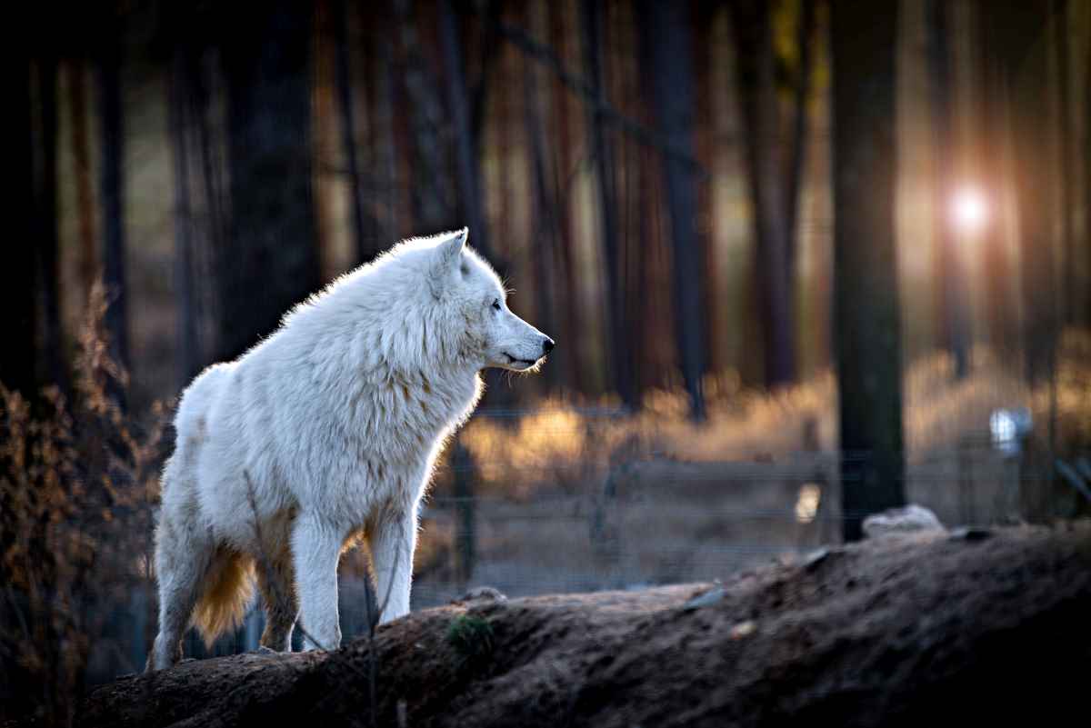 Forscher knacken das Rätsel der Fellmuster bei Hunden und Wölfen