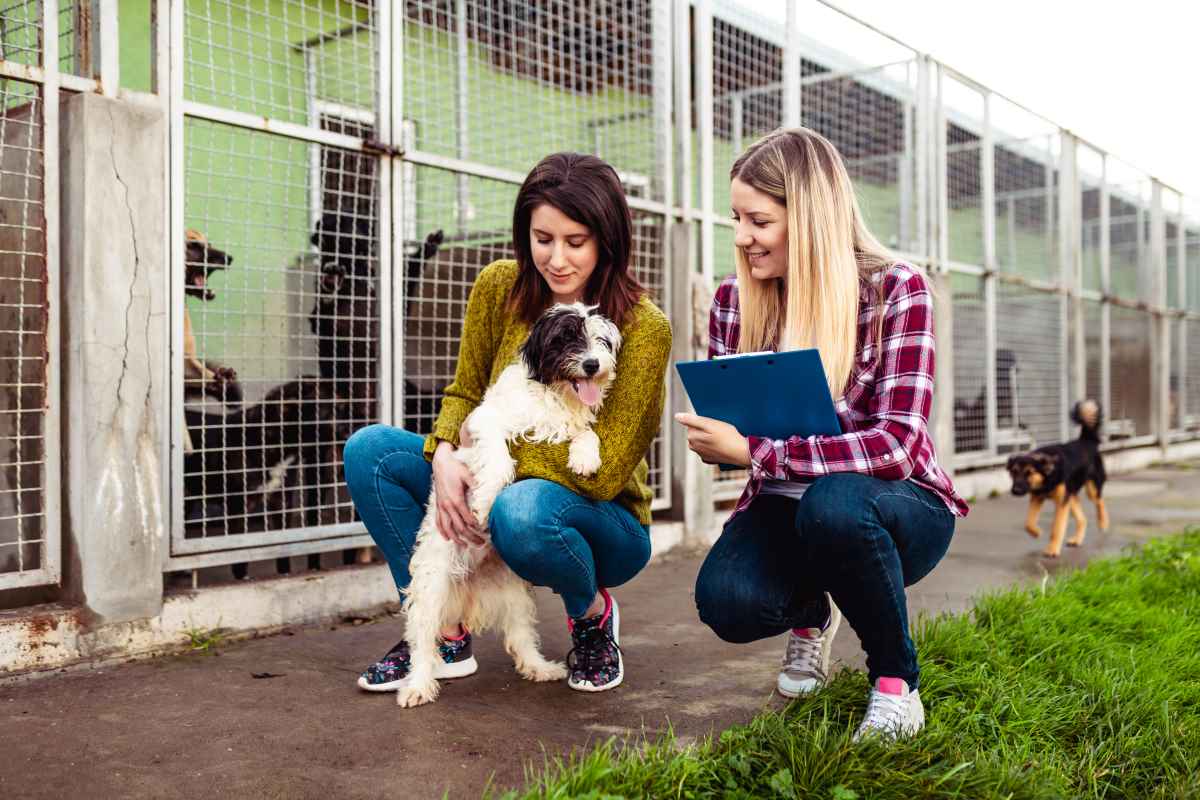 Wien plant Entfall von Abgabe für Hunde aus Tierheimen