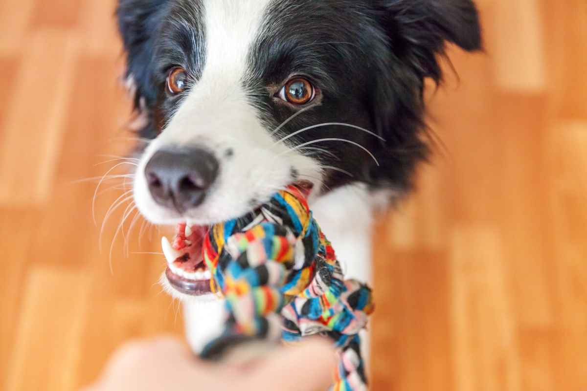 Manche Hunde lernen Wörter schnell und für lange