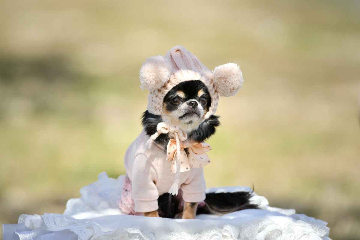 Haustiere nicht wie Menschen anziehen
