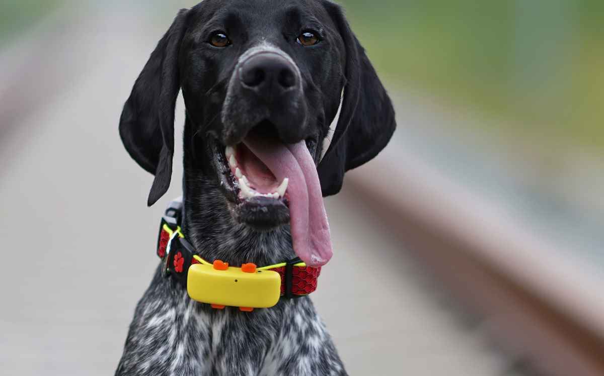 Vermisster Hund lief 380 Kilometer nach Hause