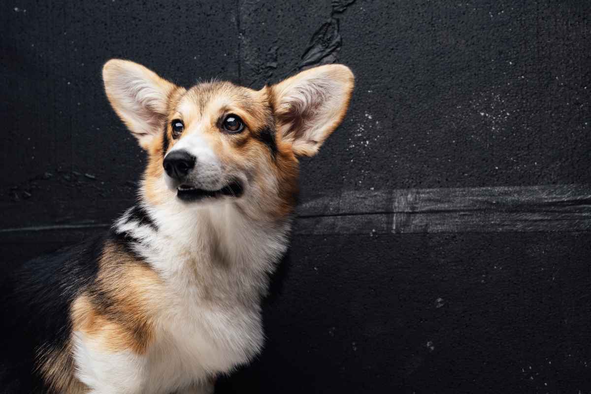 China: Besitzerin in Quarantäne – Hund getötet