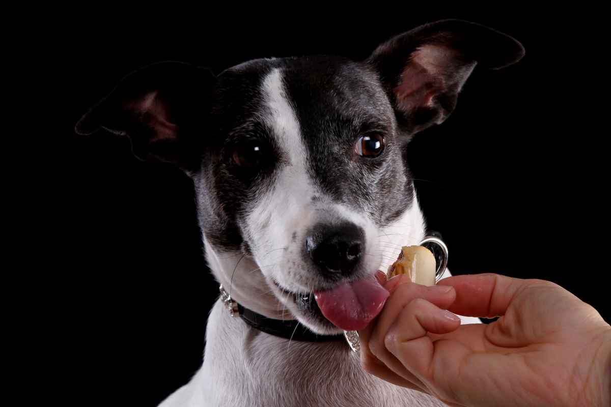 Hunde drücken für spendable Leute nicht auf den Futterknopf